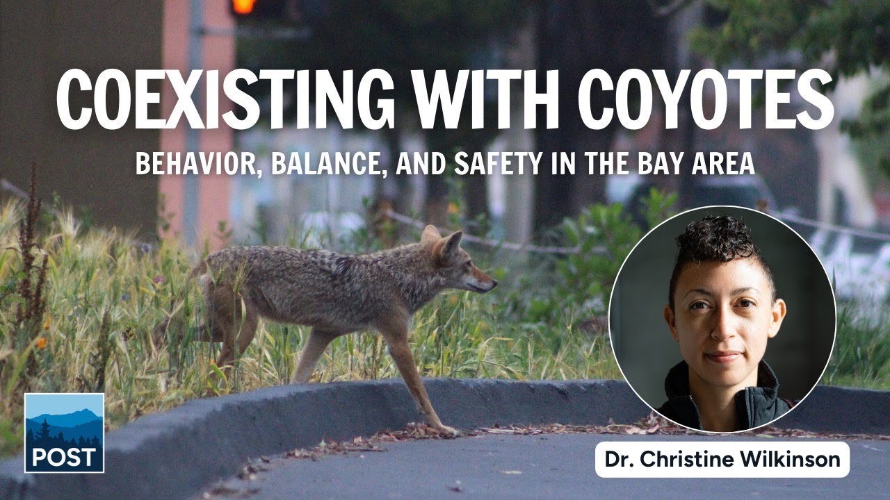 Coexisting with Coyotes: Behavior, Balance, and Safety in the Bay Area (Online Event)