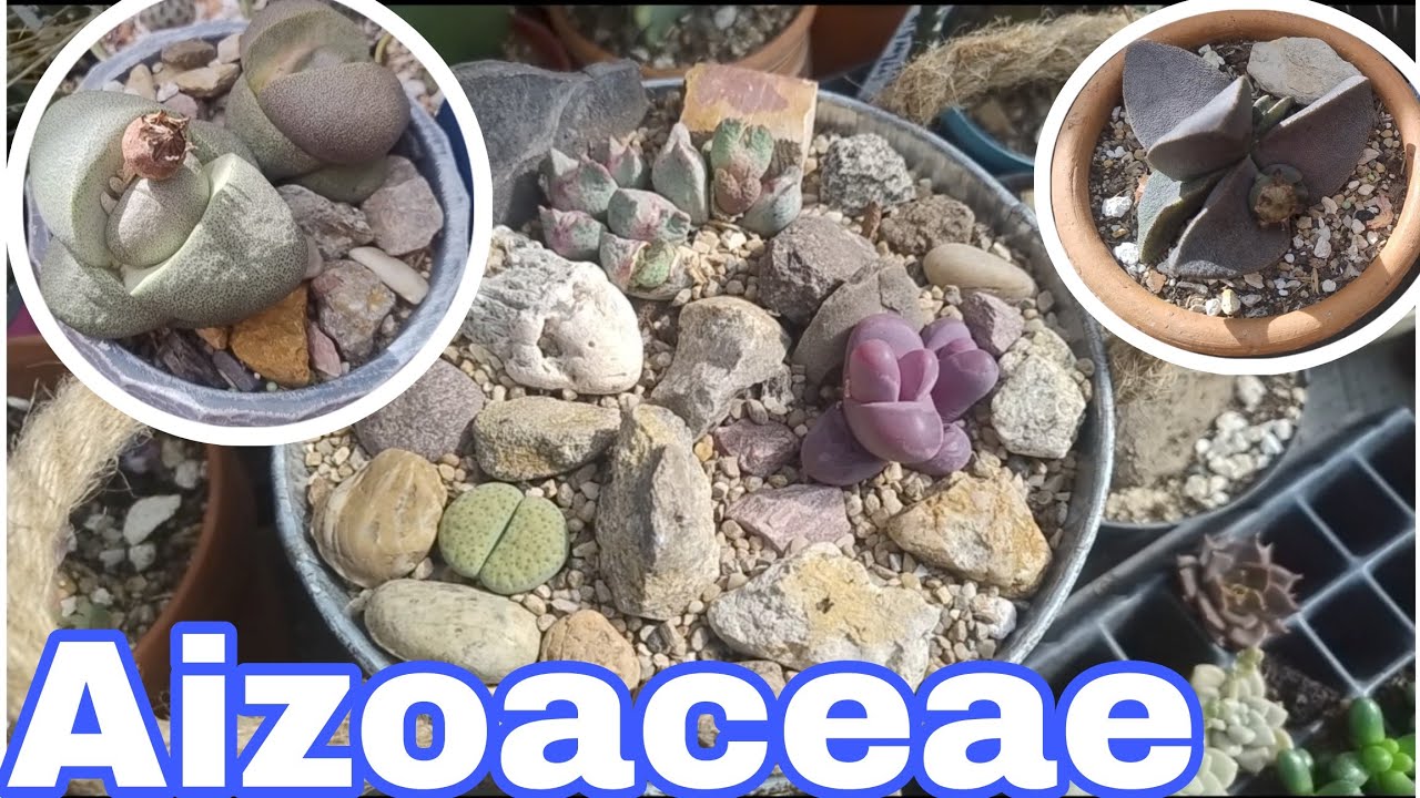 Como cuidar plantas Aizoaceae  ( Lithops y Conophytum )
