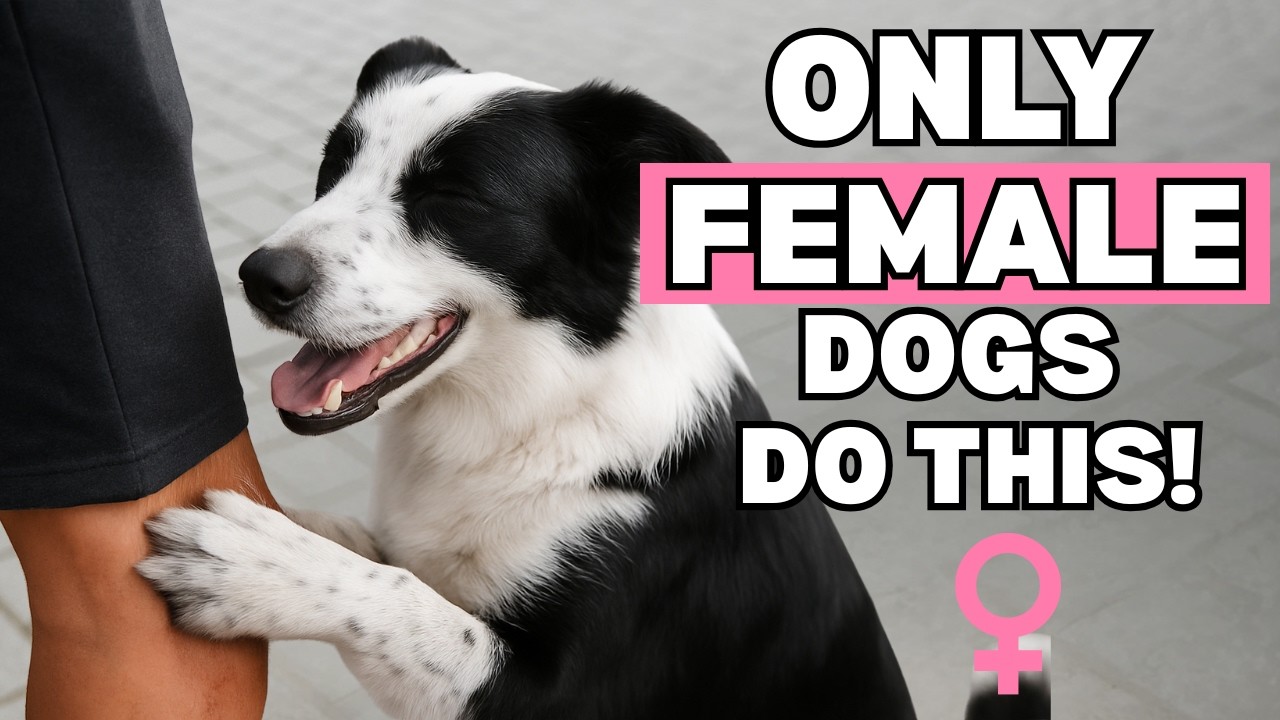 7 Surprising Things FEMALE Dogs Do for Their Owners (That MALE Dogs Will NEVER Do)