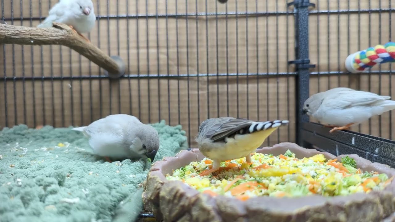 Baby Zebra Finches Foraging