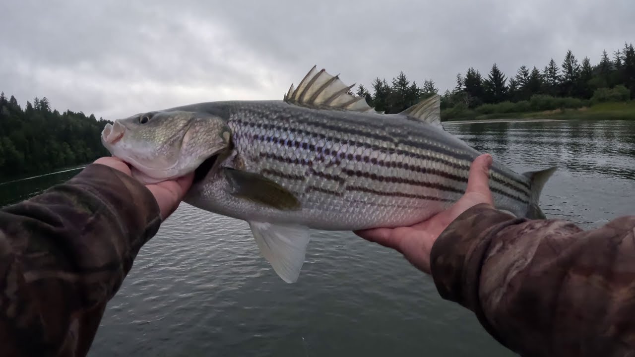 The Only LURE You Need To Catch Striped Bass! Oregon Fishing