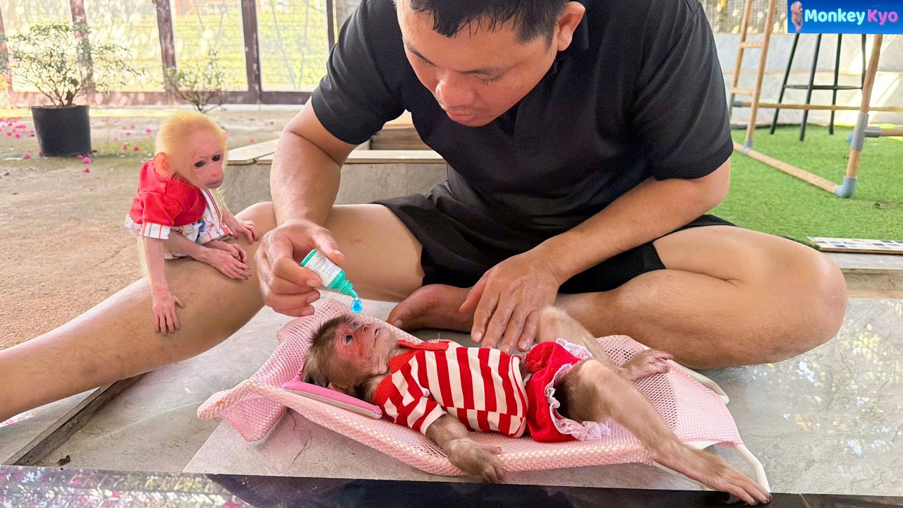 Get well soon, Baby Monkey Kyo… Dad’s love was so gentle ❤️
