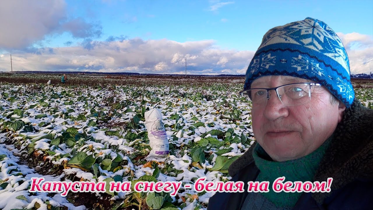 Капуста на снегу-белая на белом. Корма, дрова и ремонт сарая.