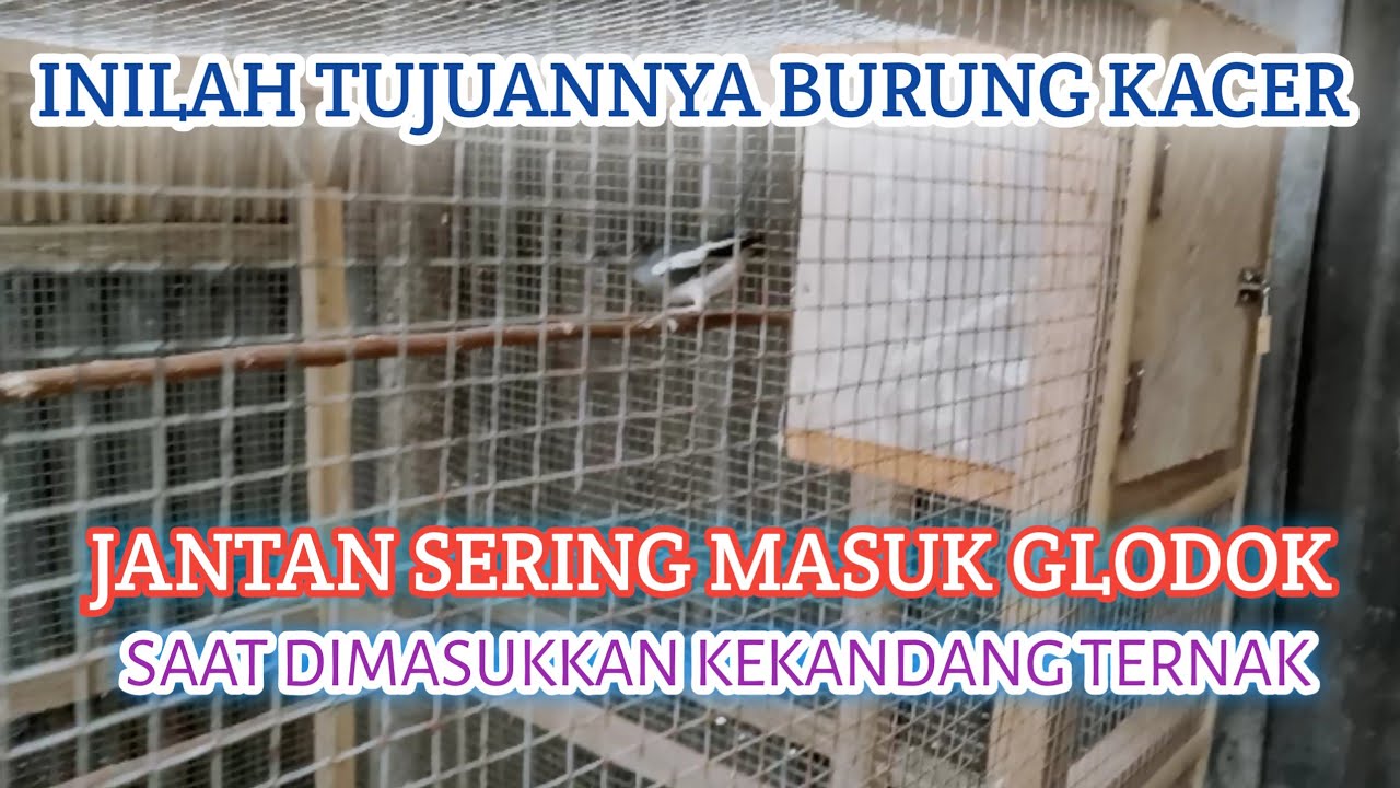 KENAPA KACER JANTAN SERING MASUK KE GLODOK