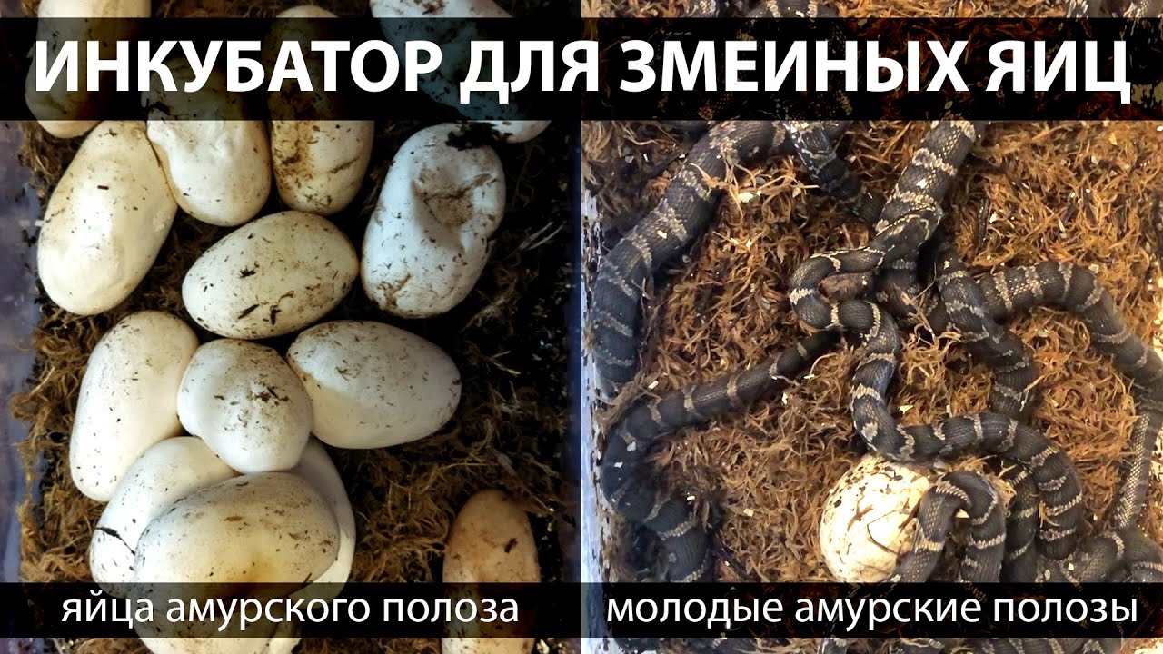 Инкубатор для змеиных яиц в действии. Молодые амурские полозы (Elaphe schrenckii)