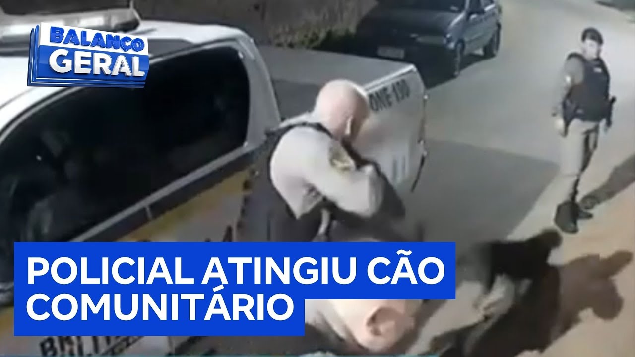Cão comunitário baleado por agente de segurança está internado após ser resgatado por ONG