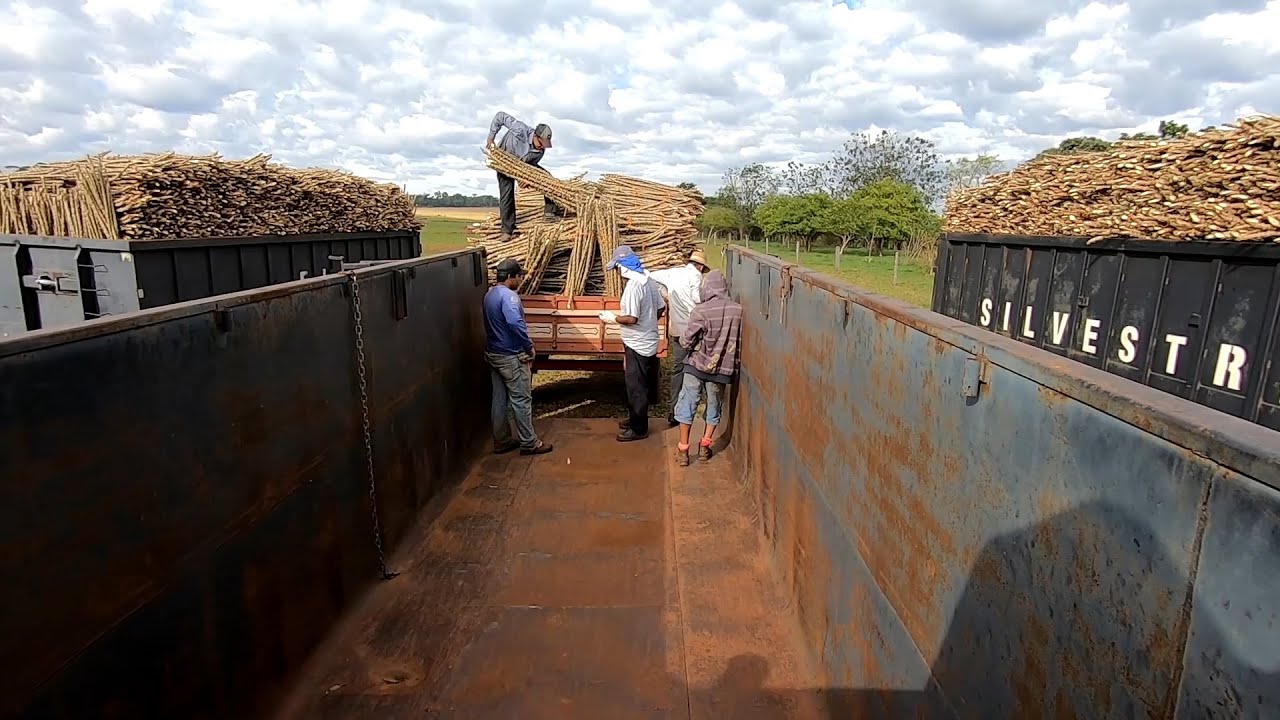 COLHENDO RAMA DE MANDIOCA PARA O PLANTIO