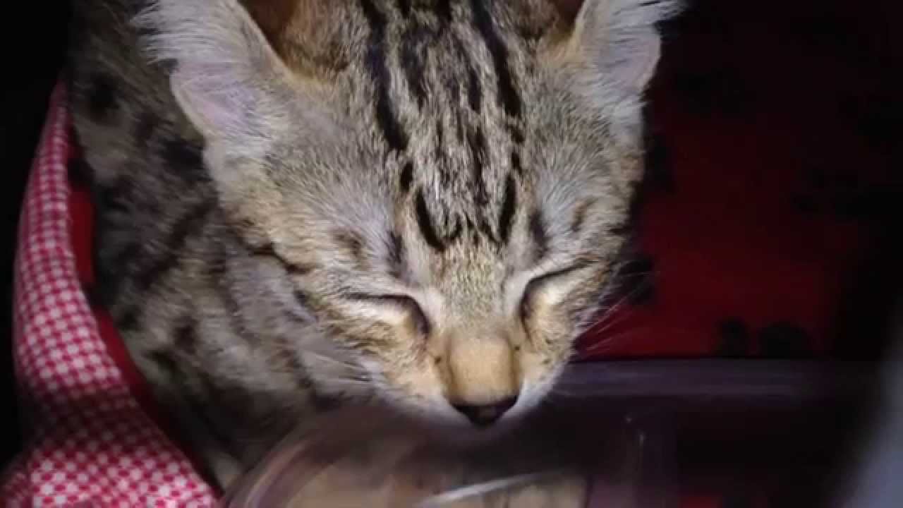 Zuri the savannah cat's Journey Home