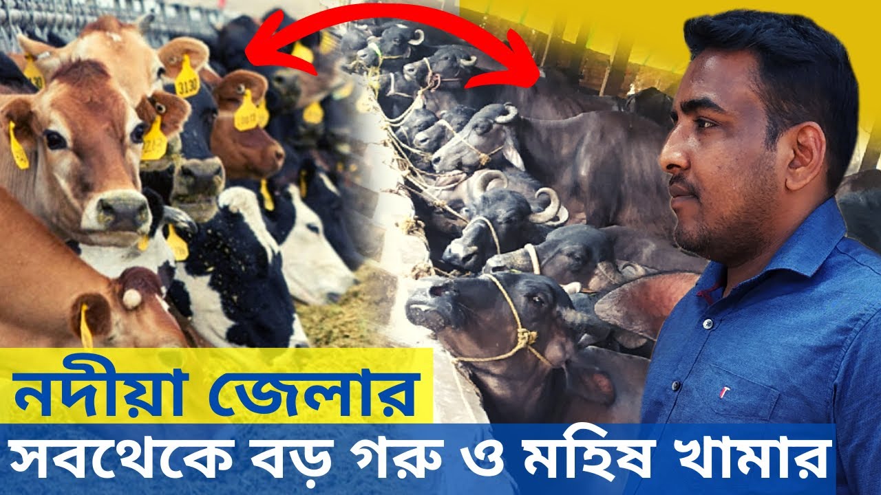নদীয়া জেলার সব থেকে বড় গরু ও মহিষ খামার। Dairy farm in West Bengal. Cattle farm in West Bengal.