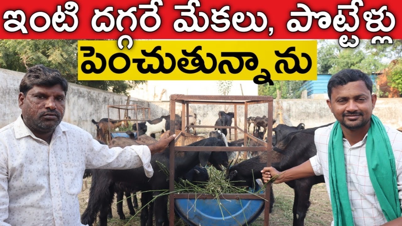 ఇంటి దగ్గరే మేకలు, పొట్టేళ్లు పెంచుతున్న | Goat Farming
