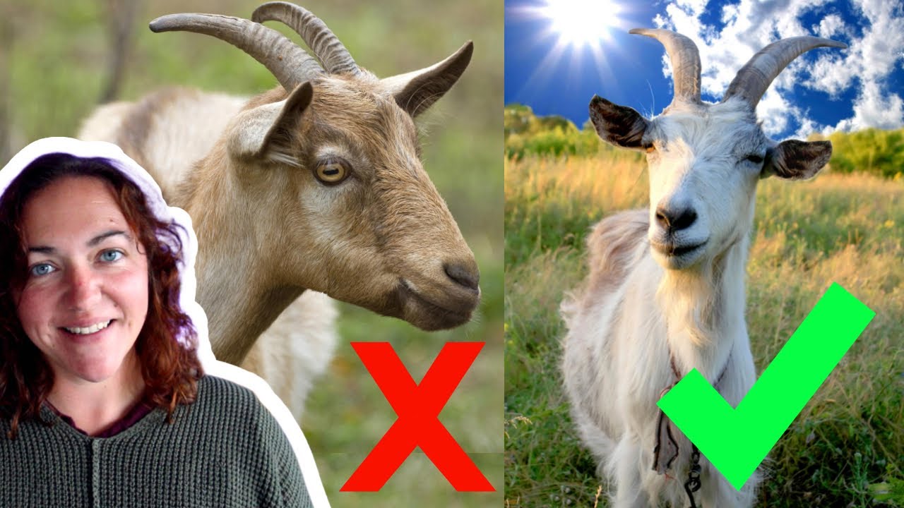5 SURPRISING things I wish I knew before owning goats