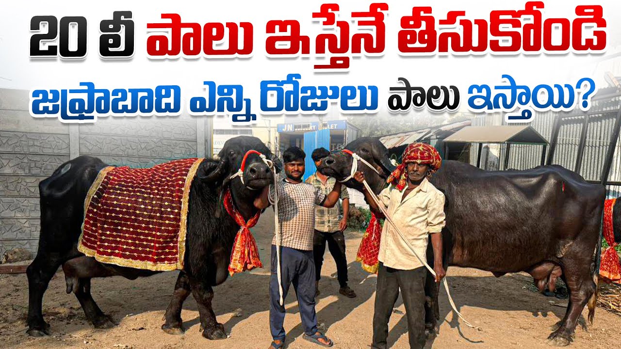 20 లీ పాలు ఇస్తేనే తీసుకోండి, జఫ్రాబాది గేదెల ధరలు ? Heavy size Jafrabadi Buffalo In Hyderabad 