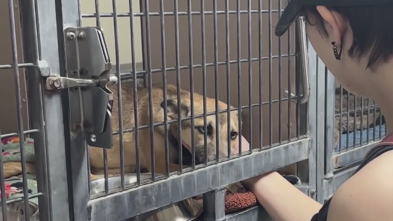 Austin Humane Society offering adoption deals ahead of Christmas