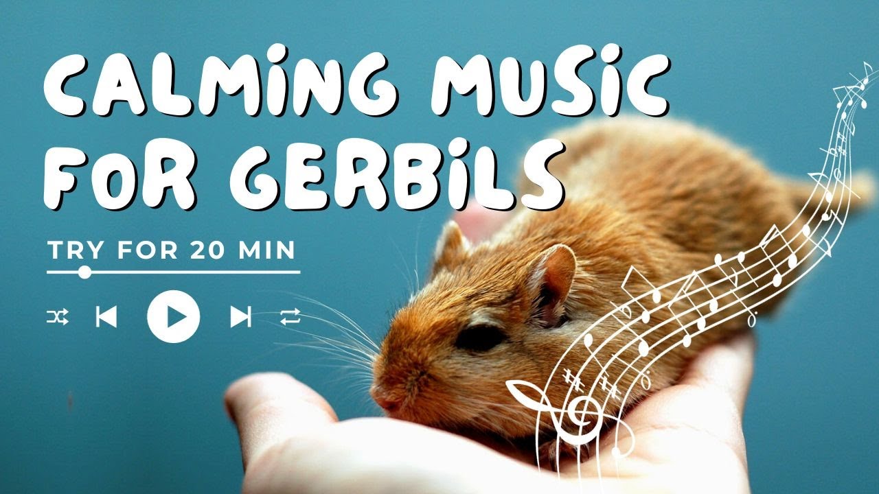 Music for Gerbils to Relax: How To Calm Anxious or Stressed Gerbil