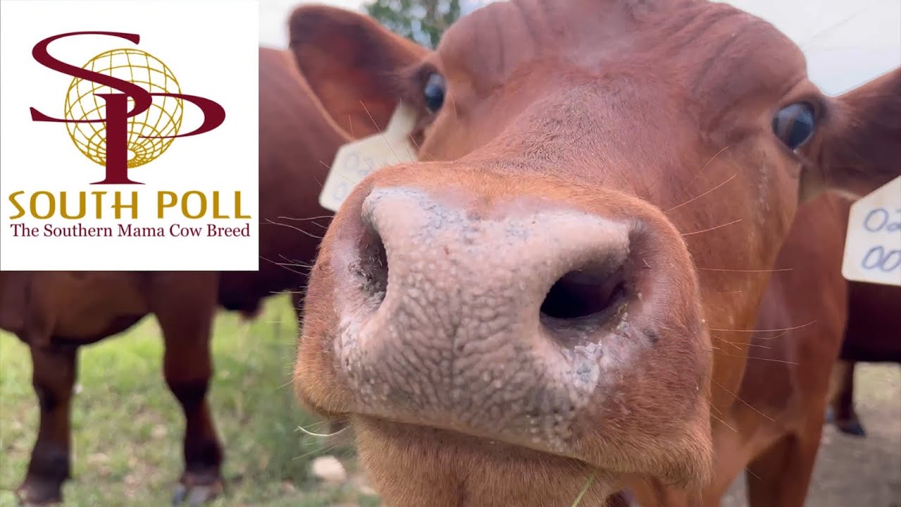 South Poll Cattle