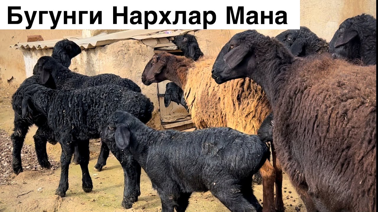 Бир Кулга Арзон! ☎️+998 99 681 9259