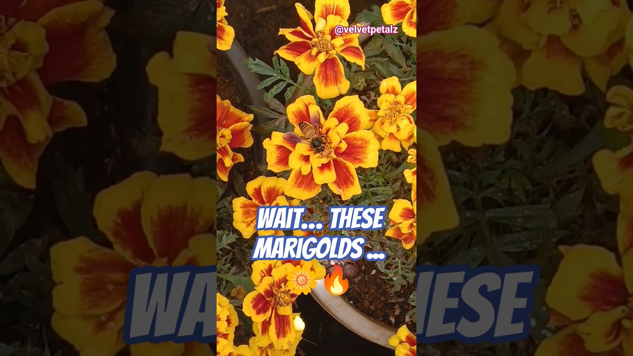 Bee Meets Fire 🌼🐝 Stunning Bicolored Marigolds in Bloom 