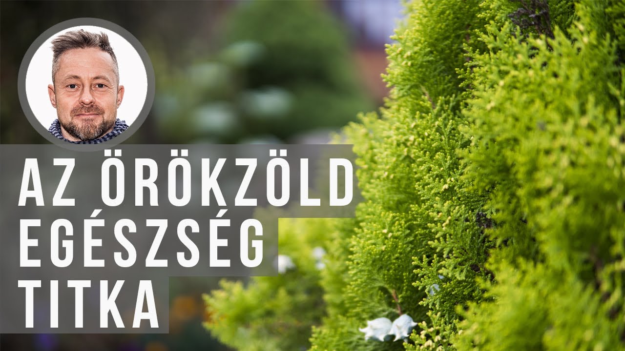 Így óvhatod az örökzöldeket a betegségtől| kert TV