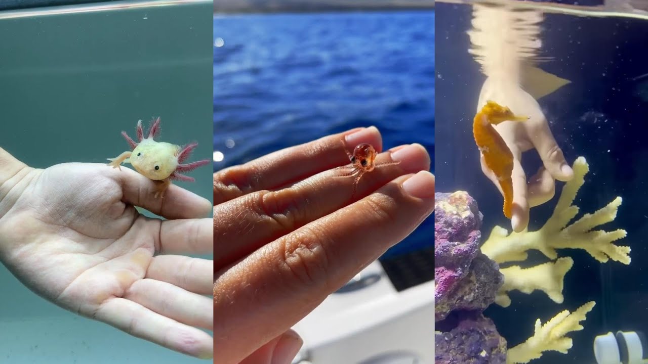 Kind Adoption#animals #wildliferescue #wildlife #lovestory #cute #rescue #adoption #love #funny