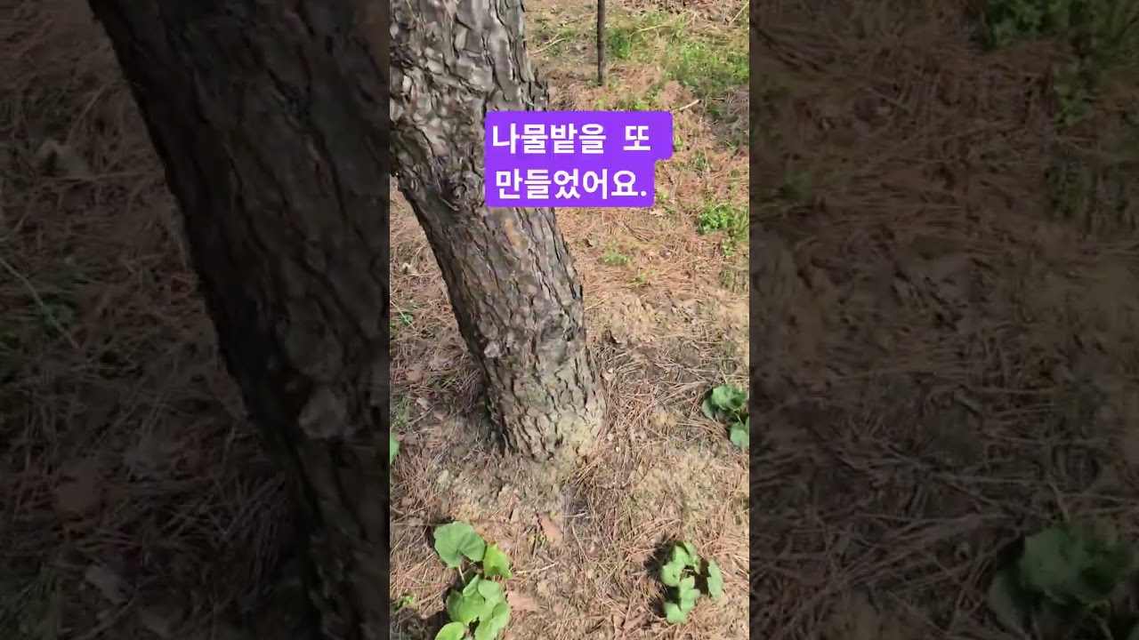 #힐링농사 #농장일상 #나물 # 놀이터  나무  아래  빈자리에  나물밭을  또  만들었어요.  나물이  자라는  모습이  넘  이쁘네요.  건강하시고 즐거운 휴일 보내세요.