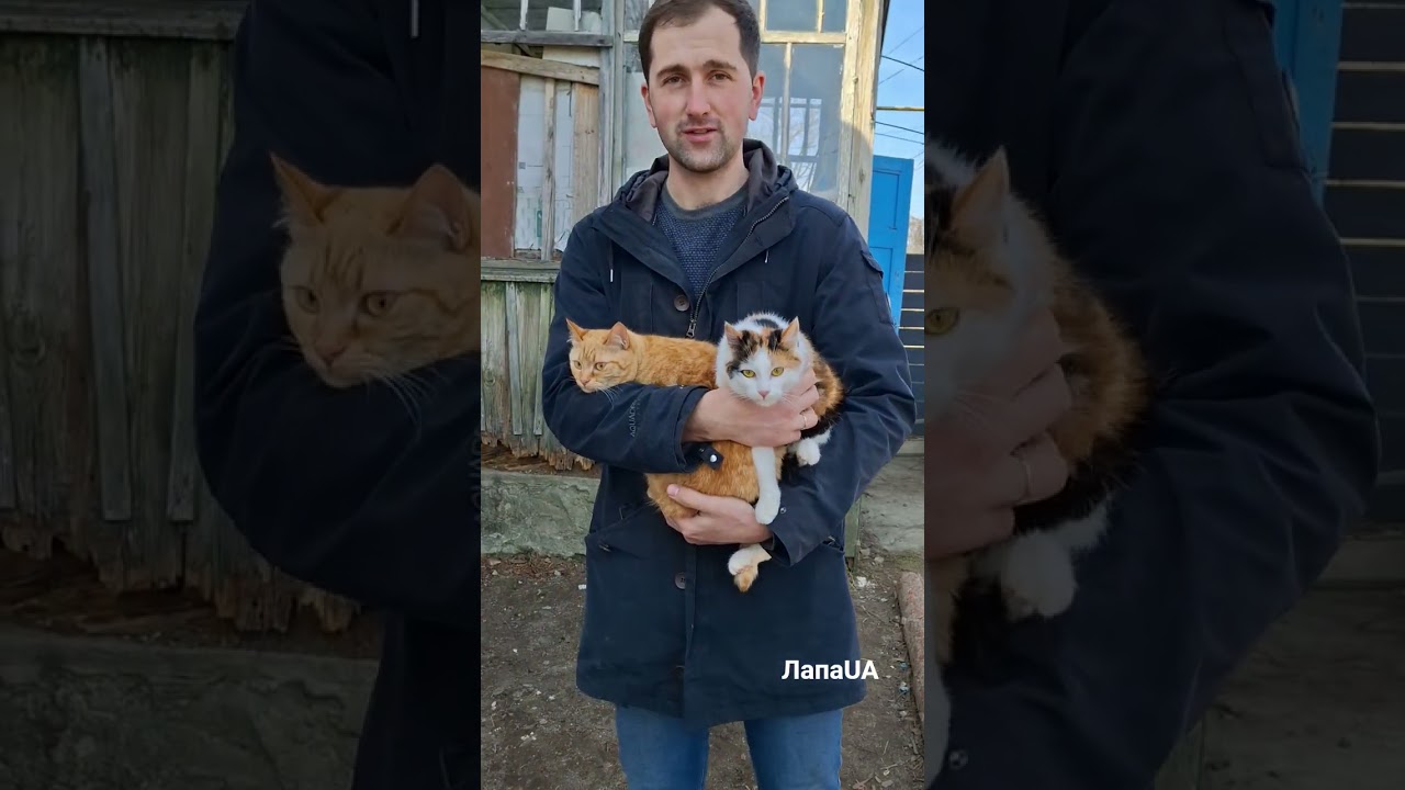 Сестрички Фоксі🐈&zwj;⬛ і Калісто🐈&zwj;⬛ шукають сім'ї