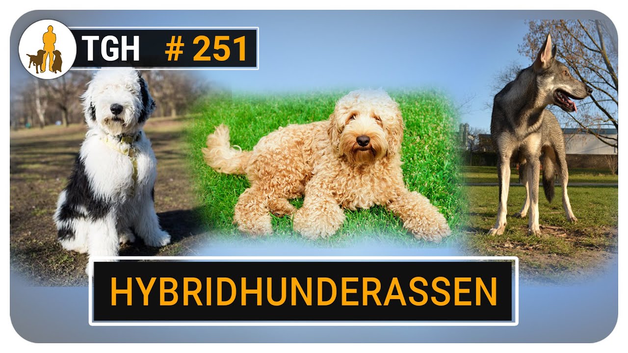 Hybridhunde und Modehunderassen - Fluch oder Segen? Was sagt der Hundetrainer dazu? - TGH 250