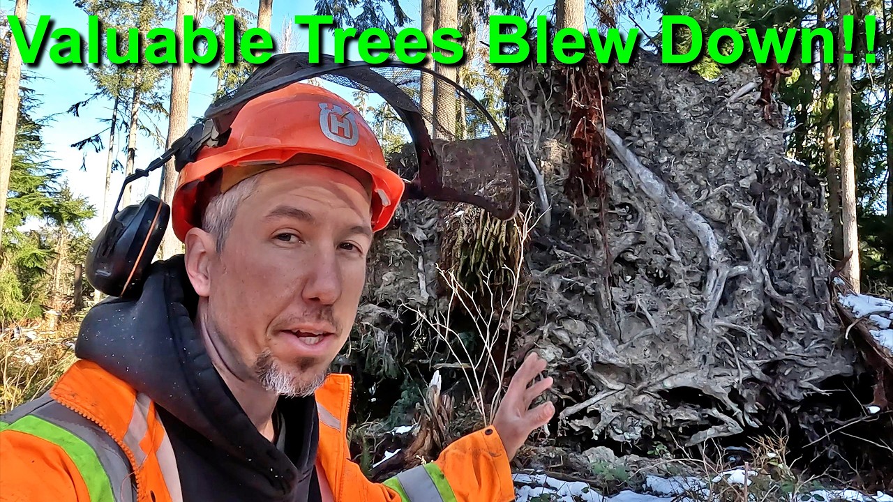 Salvage Logging Valuable Timber