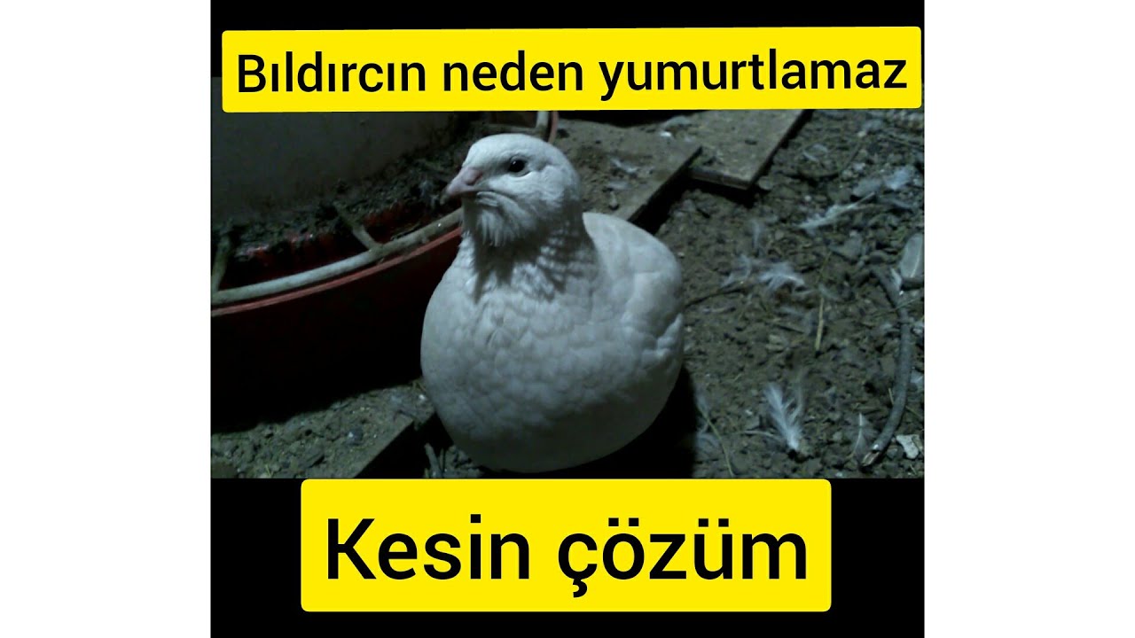 Bıldırcın neden yumurtlamaz ??? Yumurtlaması için ne yapmalıyız ?