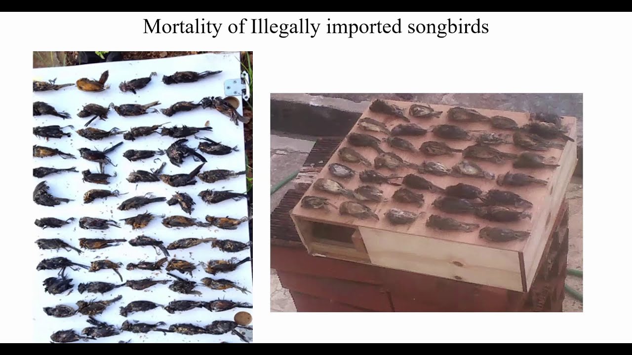 The Illegal Songbird Trade and Risks for Introduction of highly Pathogenic Avian Influenza in T&T