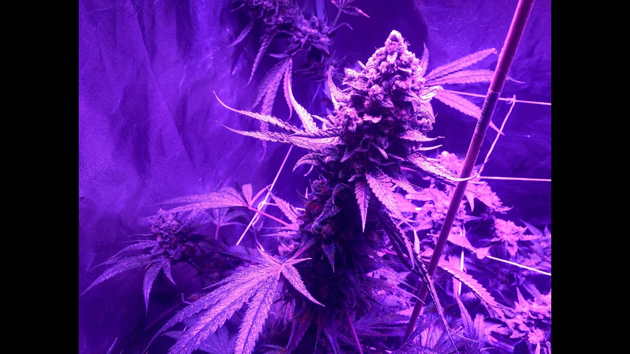 Critical Mass Harvest (Strictly Over 18's Only)
