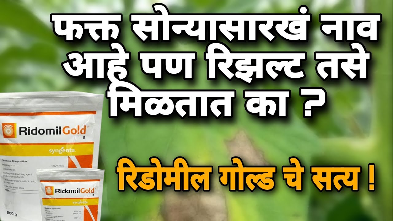 रीडोमिल गोल्ड चे फायदे | Ridomil Gold Fungicide | रीडोमिल गोल्ड  (@digital_yuva_shetkari )