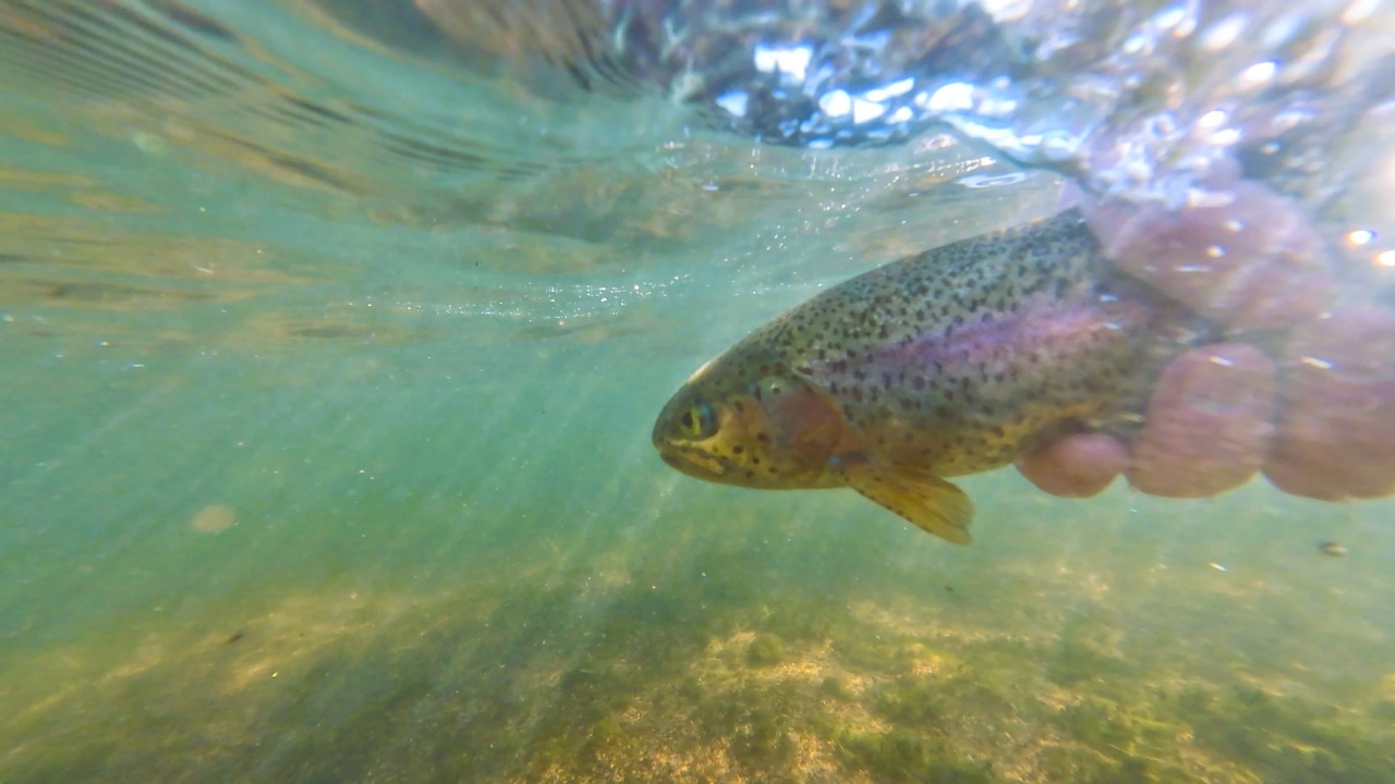When Winter Can’t Make Up Its Mind – February Fishing | Trout Fishing Colorado