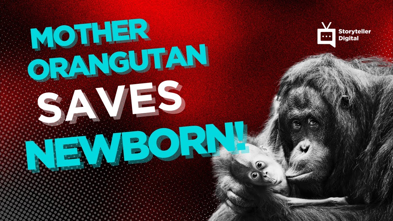 Mother Orangutan gave birth to SAVE NEWBORN with breast feed!
