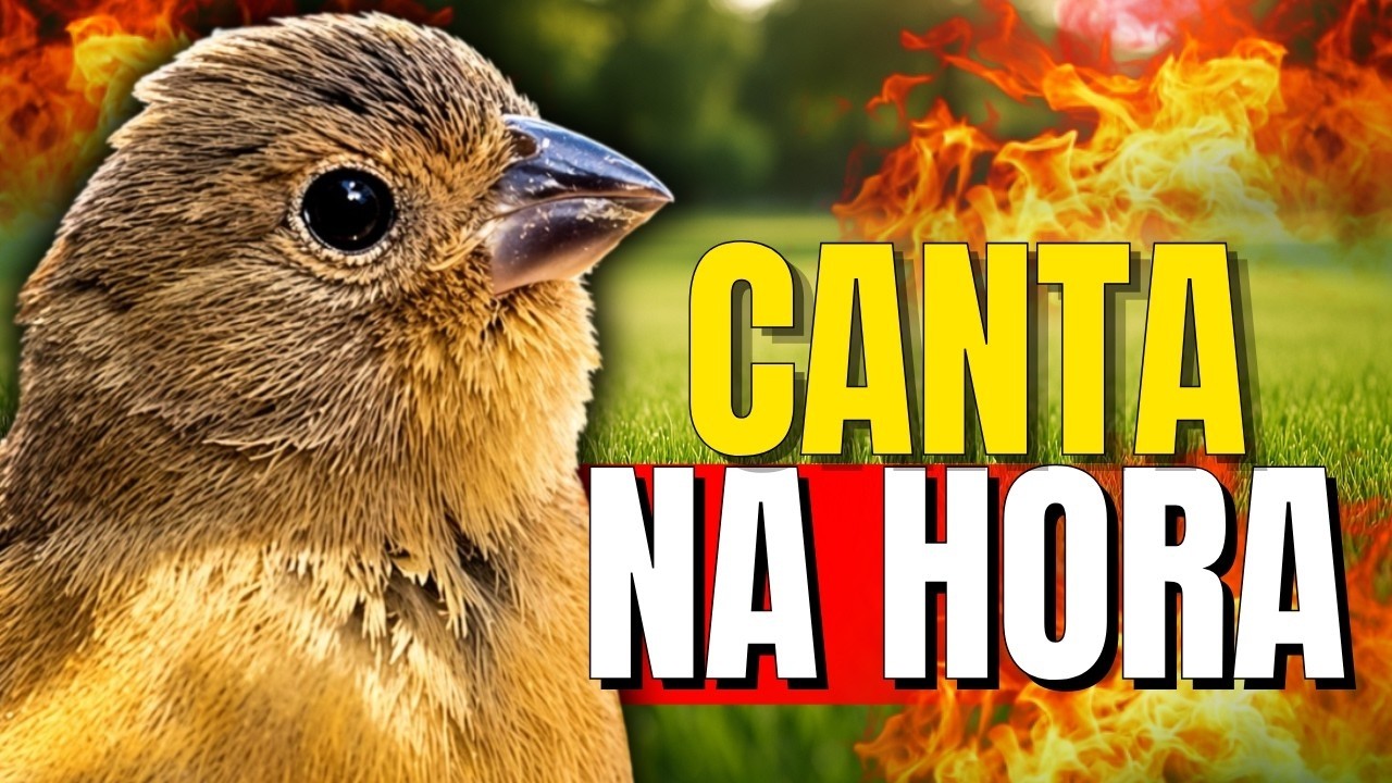 FÊMEA de BAIANO Chamando FOGOSA levanta DEFUNTO!