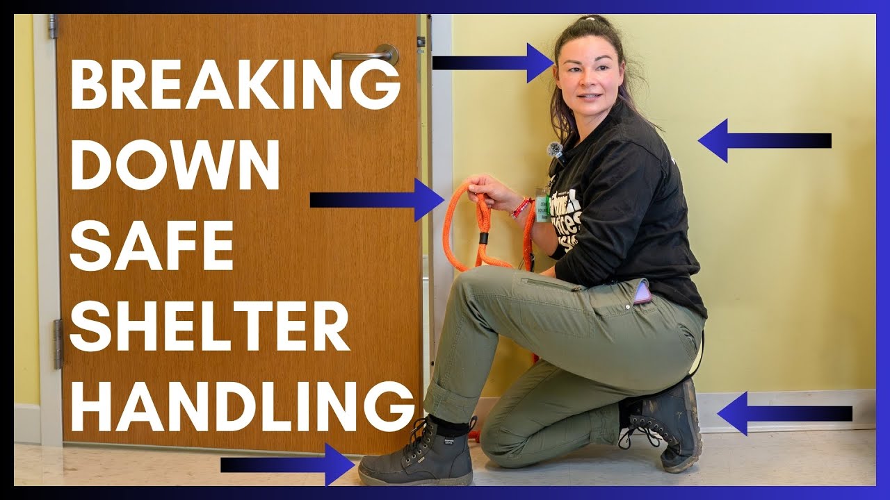 Shelter Dog Handling Course PG County Animal Shelter (Unabridged)
