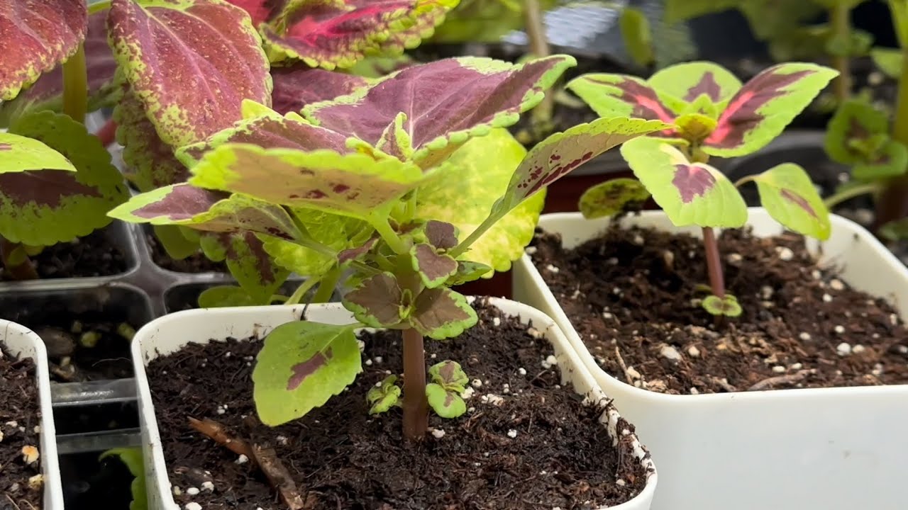 Coleus Pruning and Re-Planting