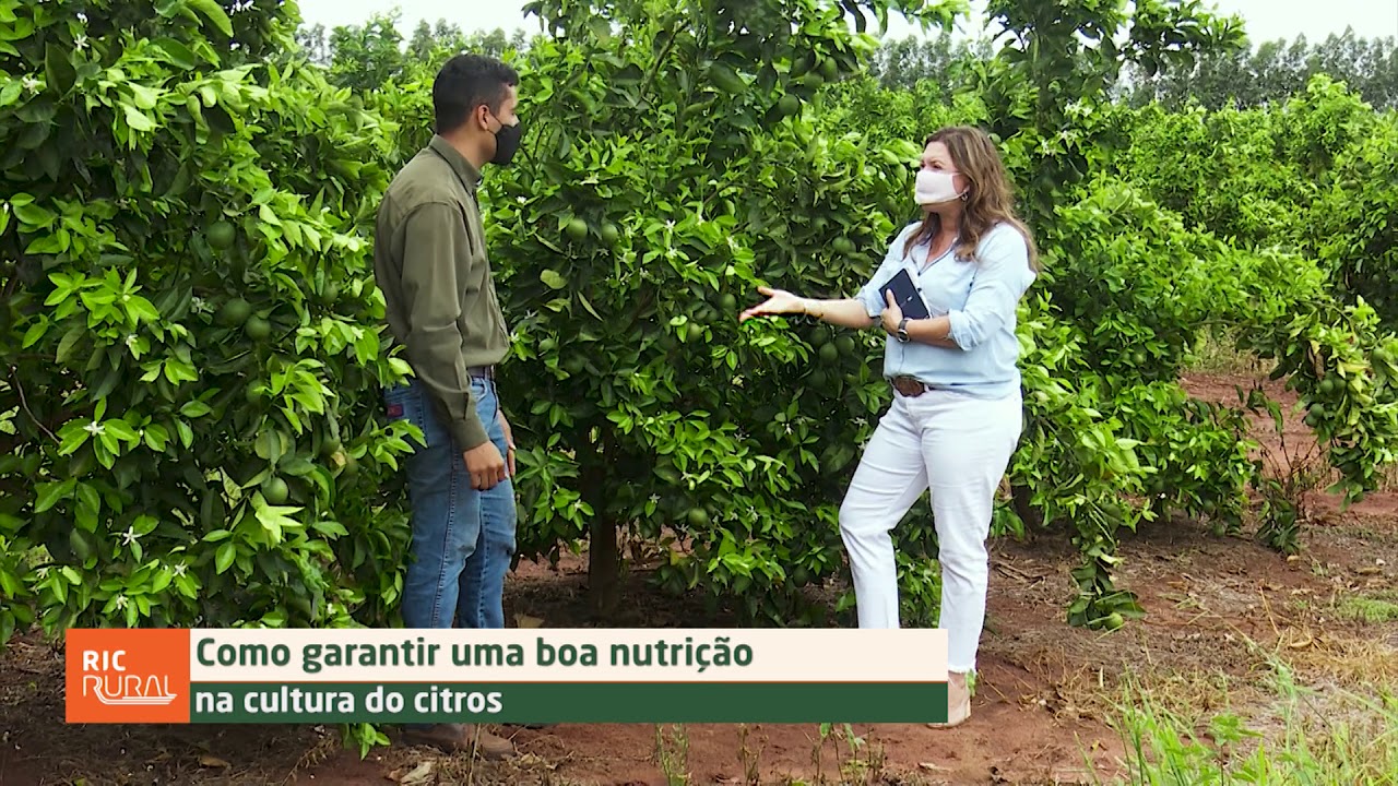 Como ter boa nutrição na cultura do citros | DICAS NA AGRICULTURA