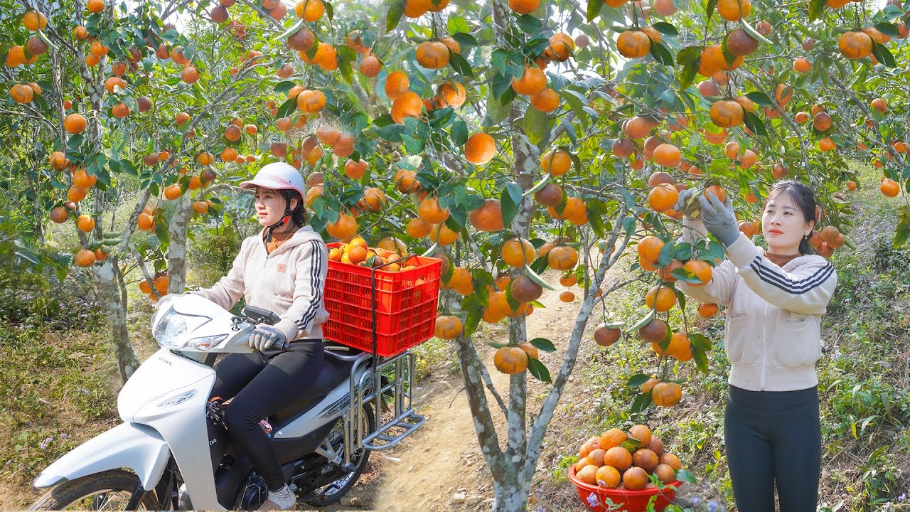 Use Motorbike To Harvesting Many Oranges Goes To Countryside Market Sell. My Bushcraft / Nhất