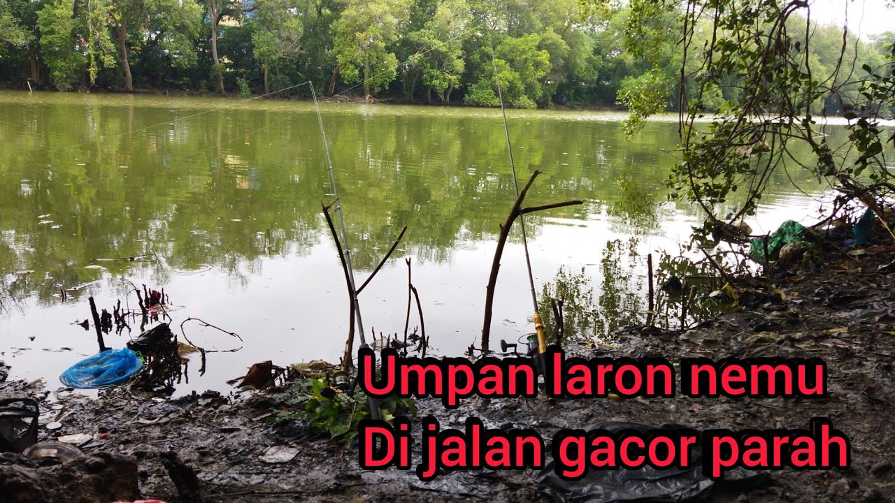 Mancing umpan laron nemu di jalan gacor parah