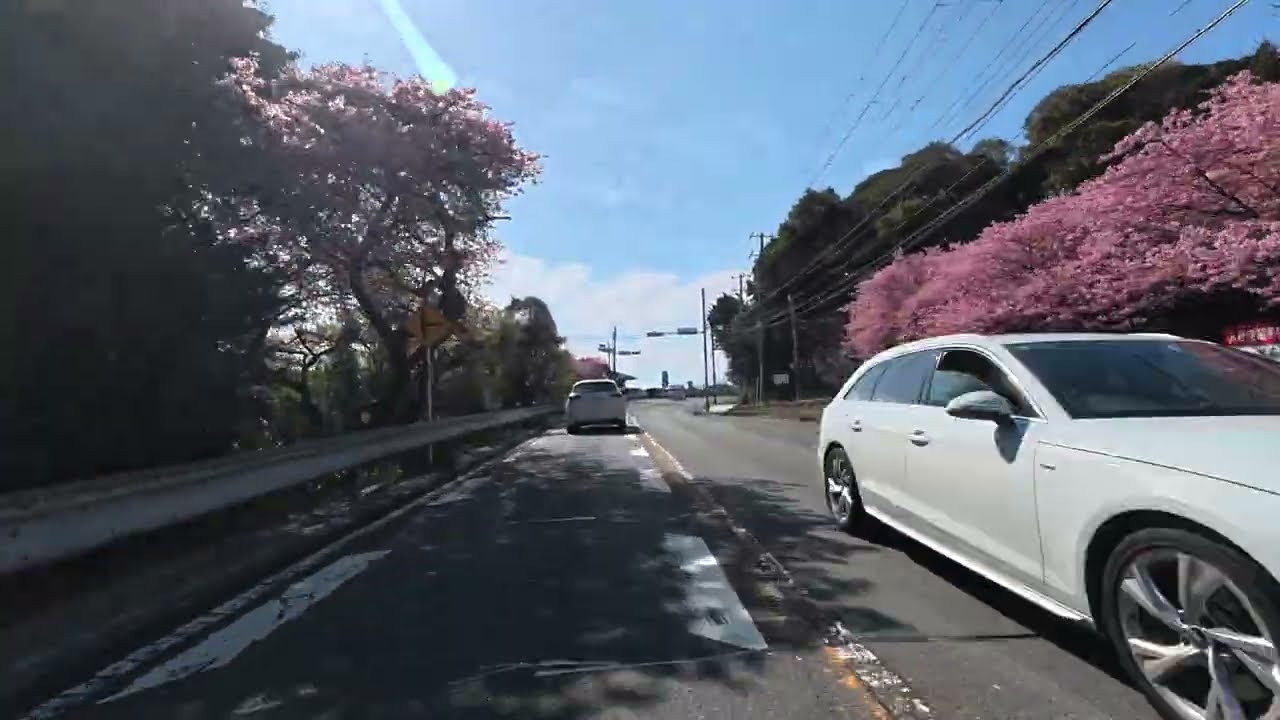 260218【河津桜ツーリング】10