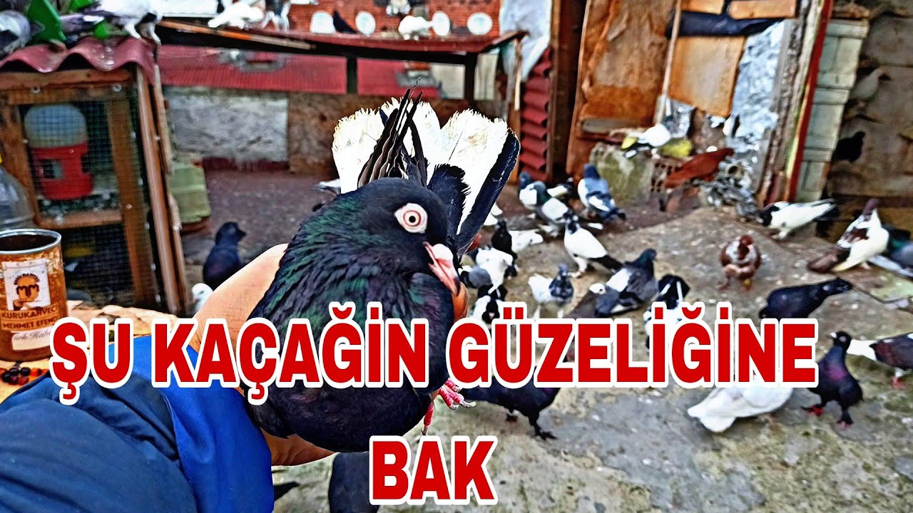 SEN DÖN DOLAŞ HİÇ GEL BİZİM GURUBA YAPİŞ AFFETMEK YOK ENSESİNDEN TUTUM KAÇAK KUŞUN