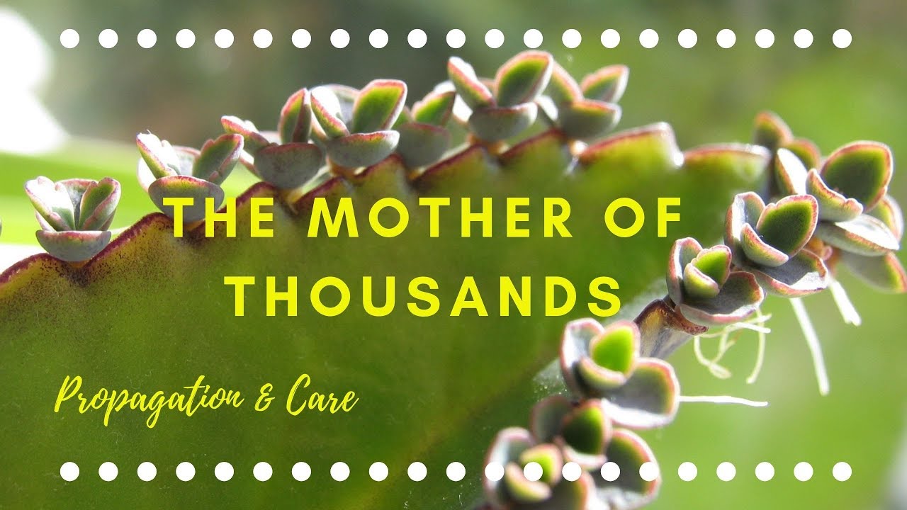 Mother of Thousands Propagation And Care