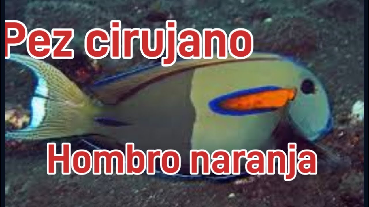 Pez cirujano hombro naranja / acanthurus olivaceos una buena adicion a acuarios grandes