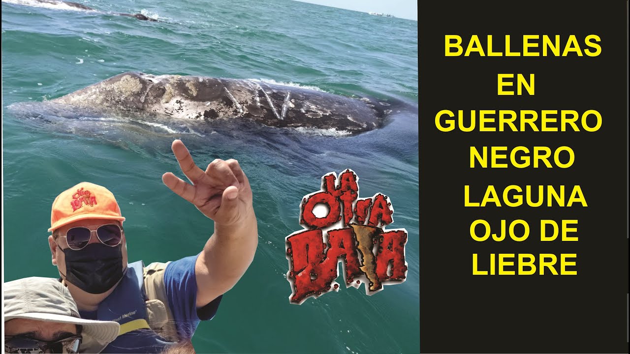 BALLENAS EN LAGUNA OJO DE LIEBRE. Santuario Natural Protegido.