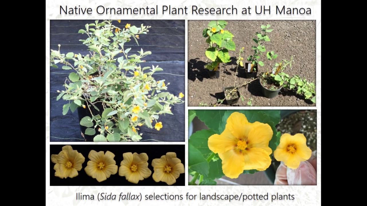 Native Hawaiian plants for floriculture and landscape use