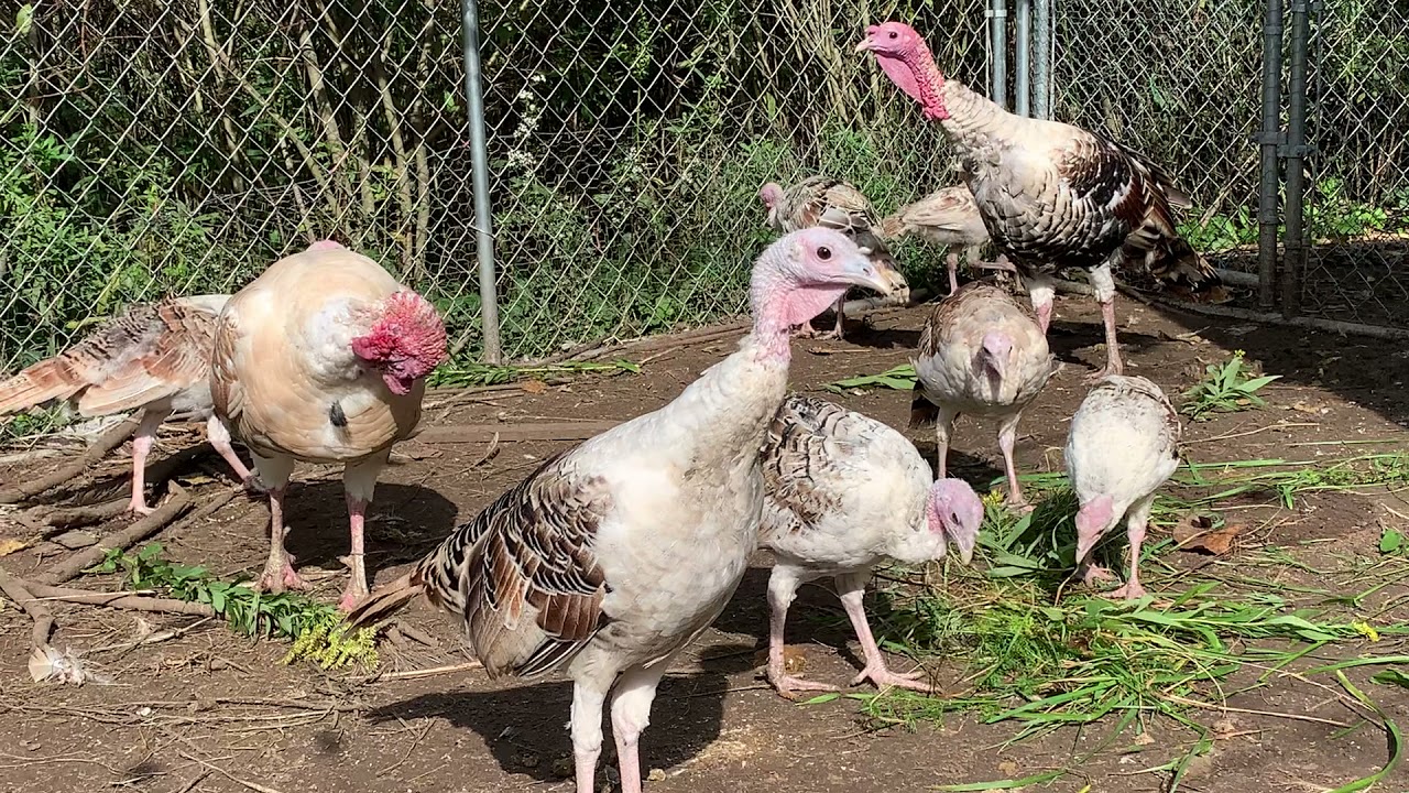 Intro to my Heritage Sweetgrass Turkeys