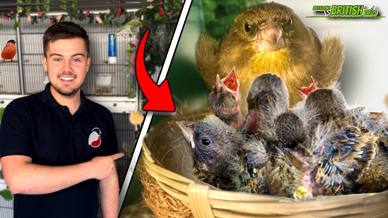 More Hatchlings! | Breeding British Birds S4:Ep6