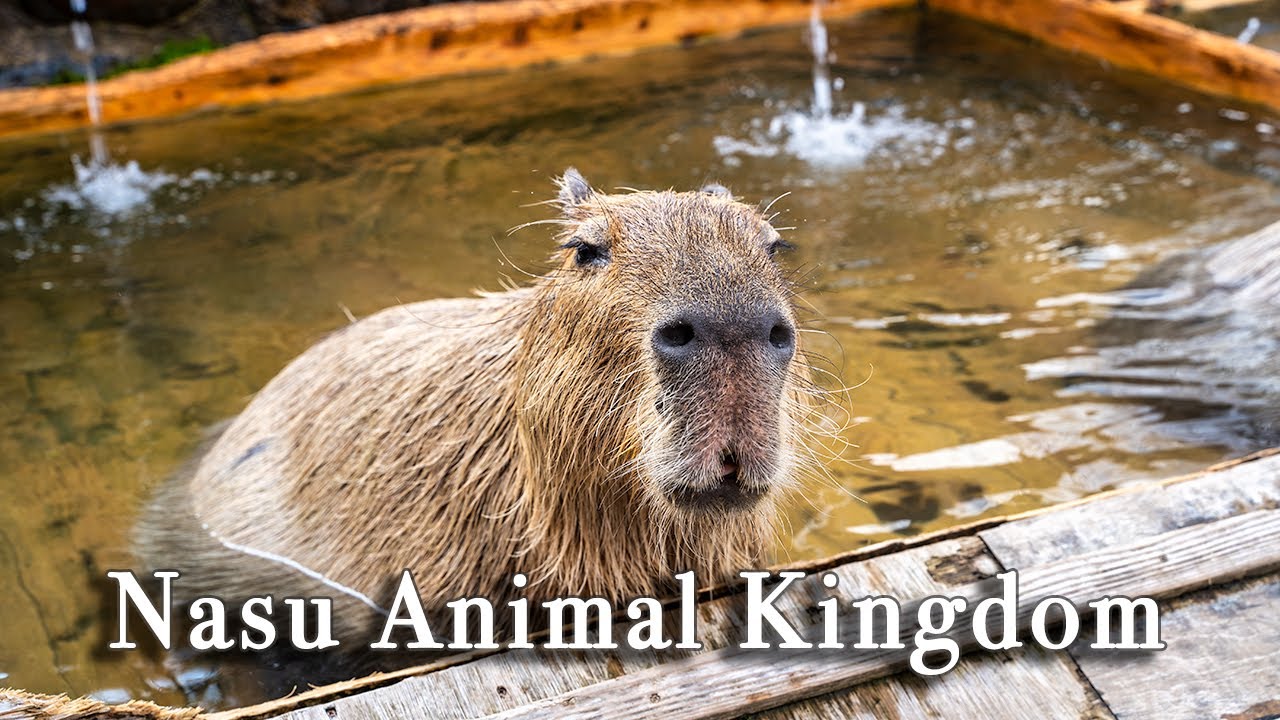 Nasu Animal Kingdom Tochigi Japan【Full Tour in 4k】