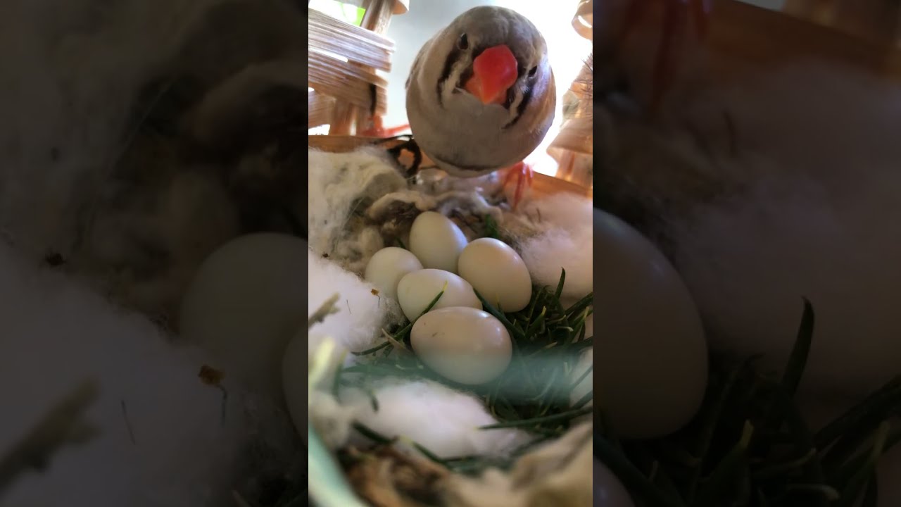 Finch couple and their eggs