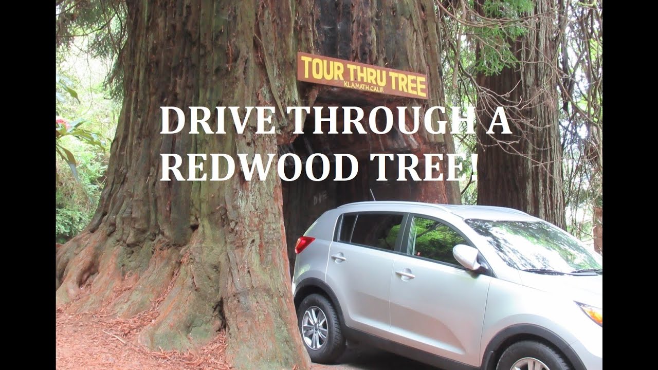 TOUR THROUGH TREE KLAMATH CALIFORNIA